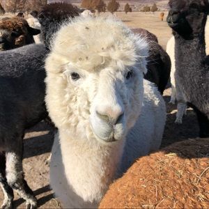 Meet your Posher, Jody